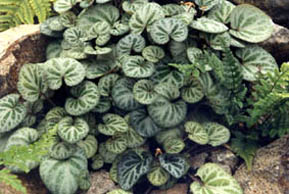 Viola grypoceras (Viola coreana)